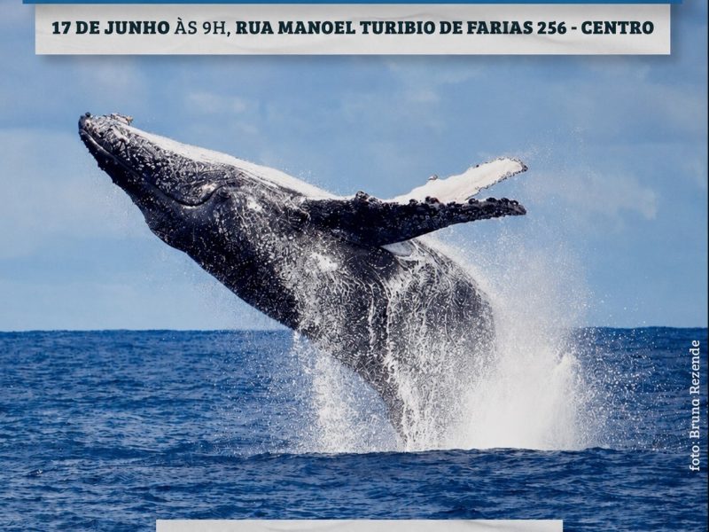 Búzios promove capacitação sobre observação de baleias e golfinhos nesta quarta-feira